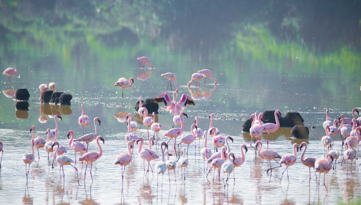 15 DAYS EXCLUSIVE UGANDA BIRDING TOUR