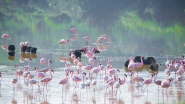 15 DAYS EXCLUSIVE UGANDA BIRDING TOUR