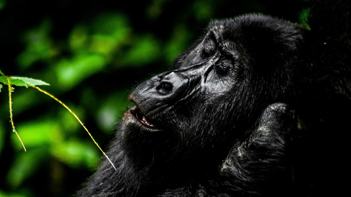 How To Prepare For Gorilla Trekking in Uganda