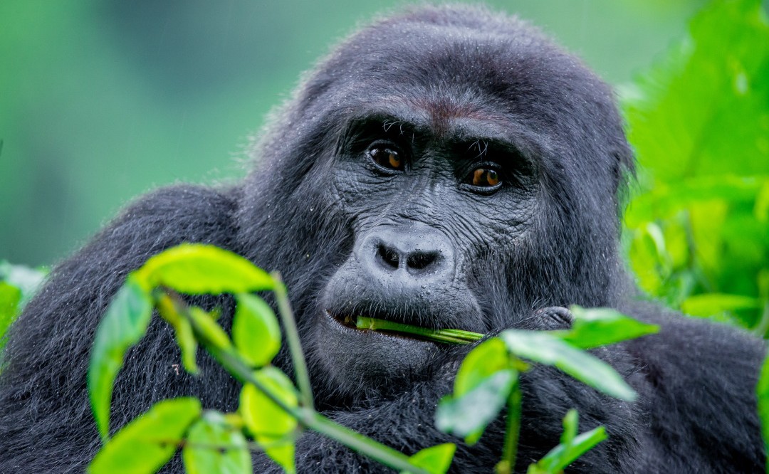 3 DAY BWINDI  GORILLA TREKKING