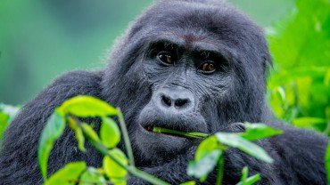 3 DAY BWINDI  GORILLA TREKKING