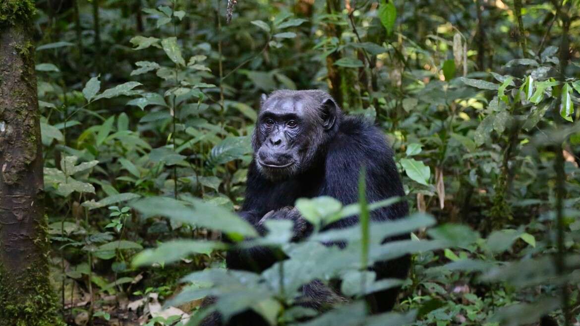 Chimpanzee Trekking in Kibale Forest: Uganda’s Wildlife Haven