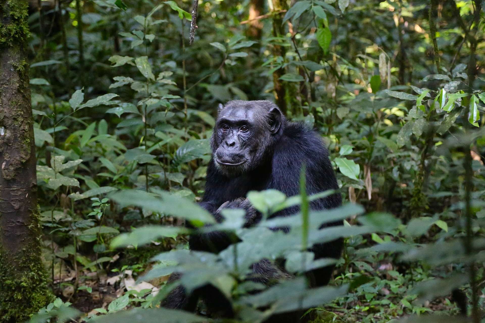 Chimpanzee Trekking in Kibale Forest: Uganda’s Wildlife Haven