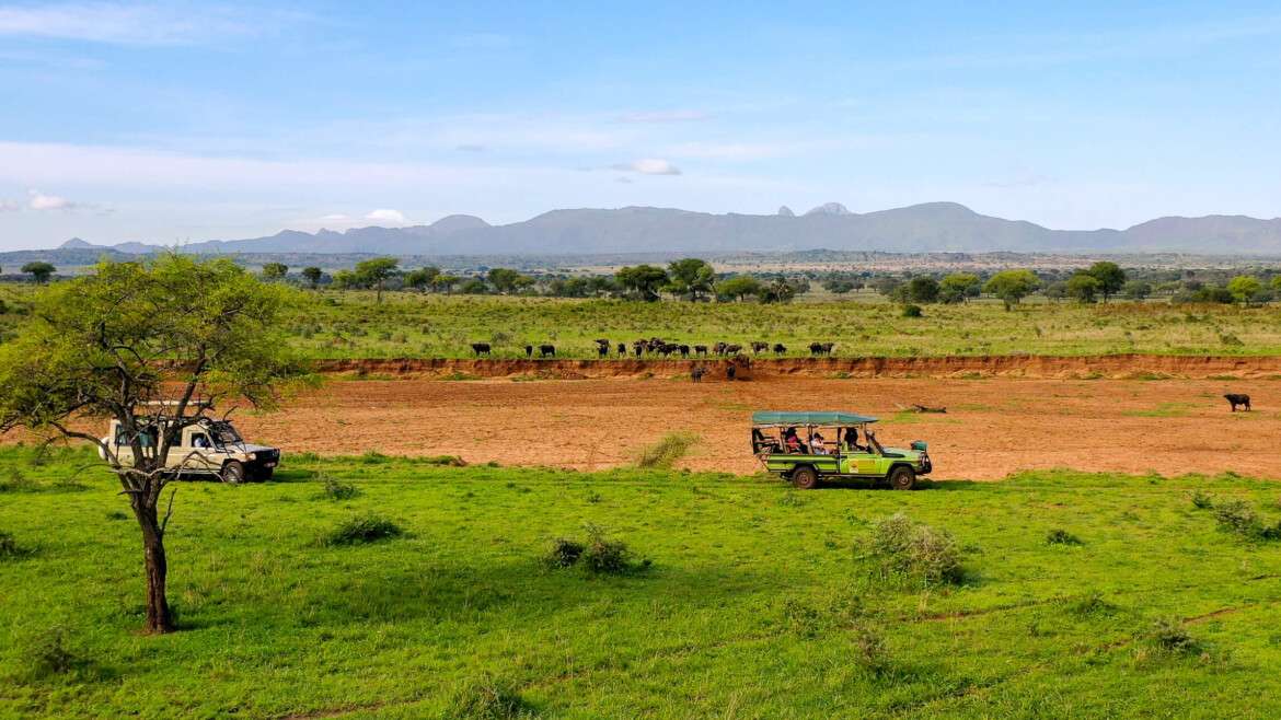 Explore Untouched Wilderness at Kidepo Valley National Park