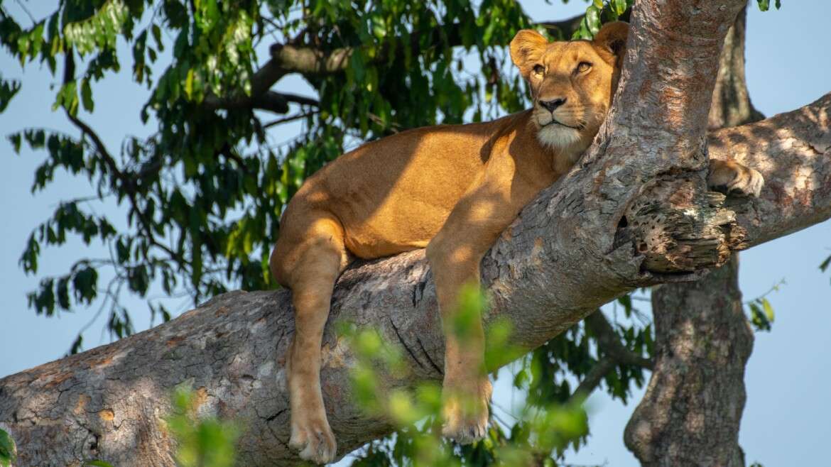 Unveiling the Marvels of Queen Elizabeth National Park