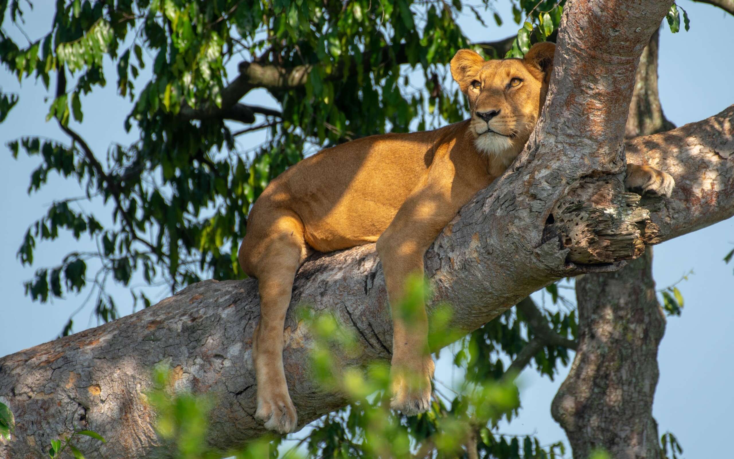 Unveiling the Marvels of Queen Elizabeth National Park