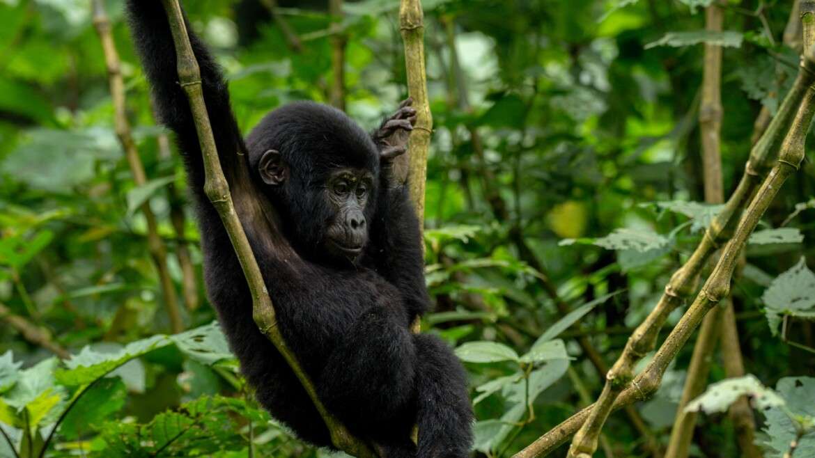 Bwindi Impenetrable National Park, Home of the Mubare Gorilla Group