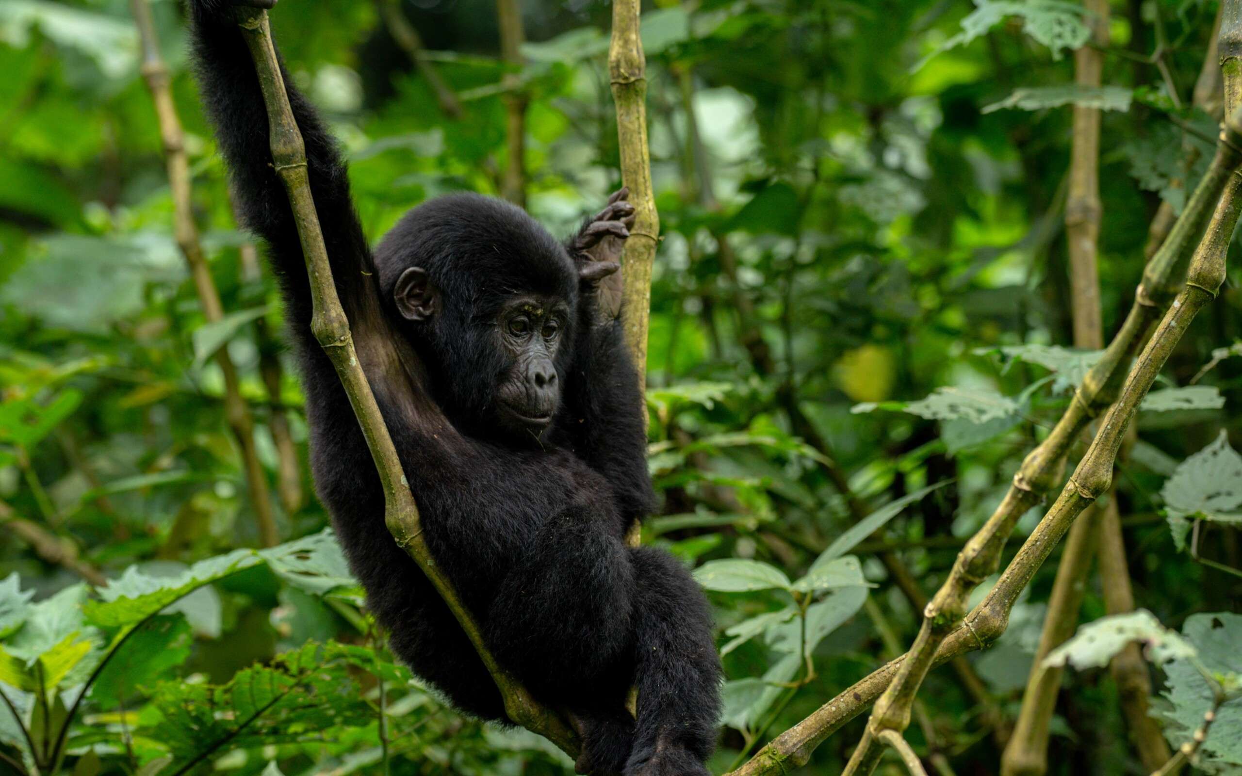 Bwindi Impenetrable National Park, Home of the Mubare Gorilla Group