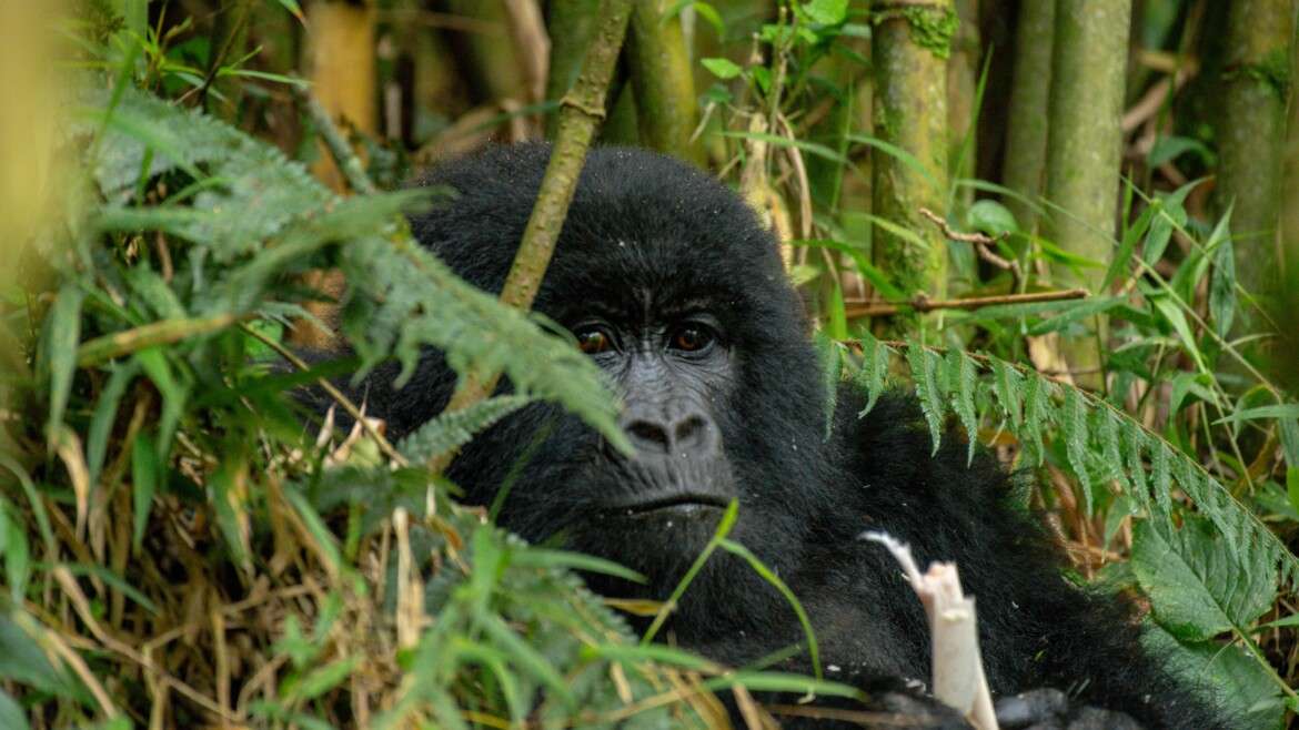 Discover the Captivating Mysteries within Mgahinga Gorilla National Park