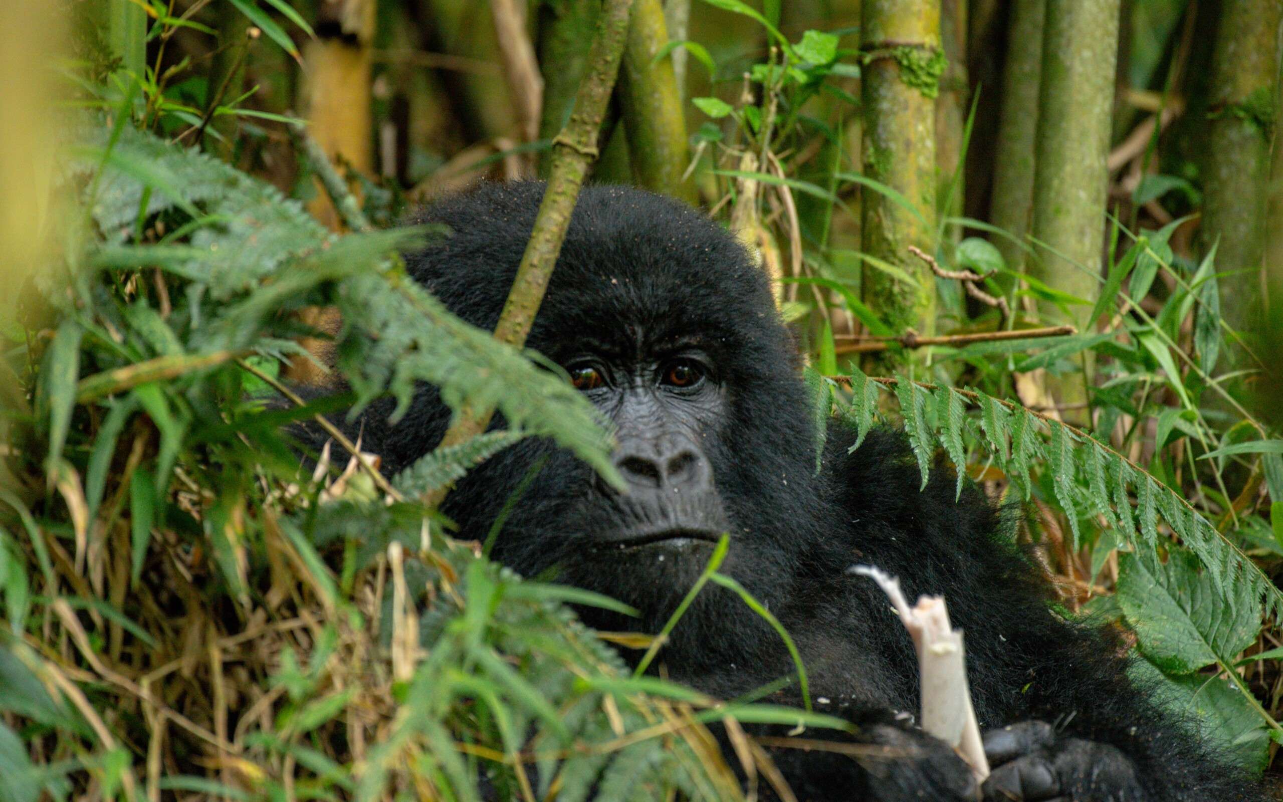 Discover the Captivating Mysteries within Mgahinga Gorilla National Park