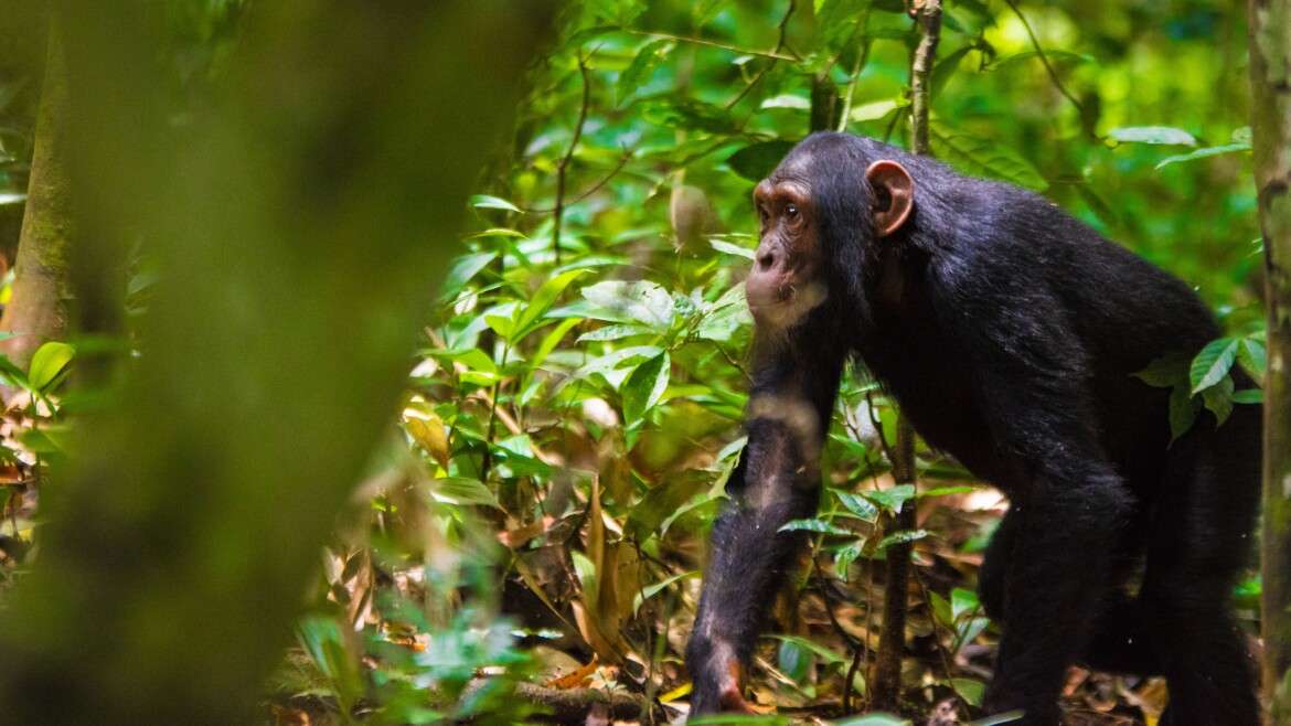 Exploring Kibale National Park’s Primate Wonderland