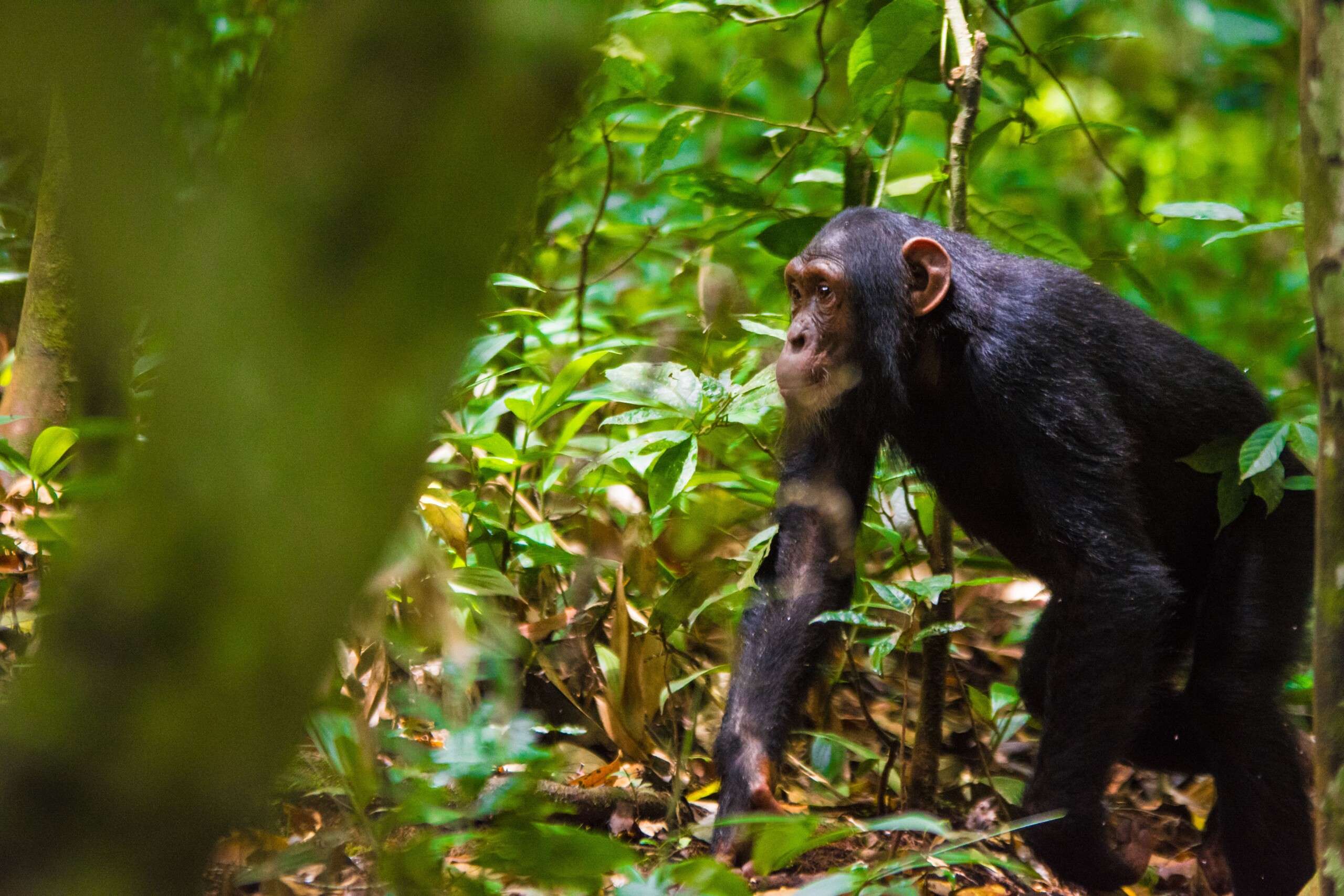 Exploring Kibale National Park’s Primate Wonderland