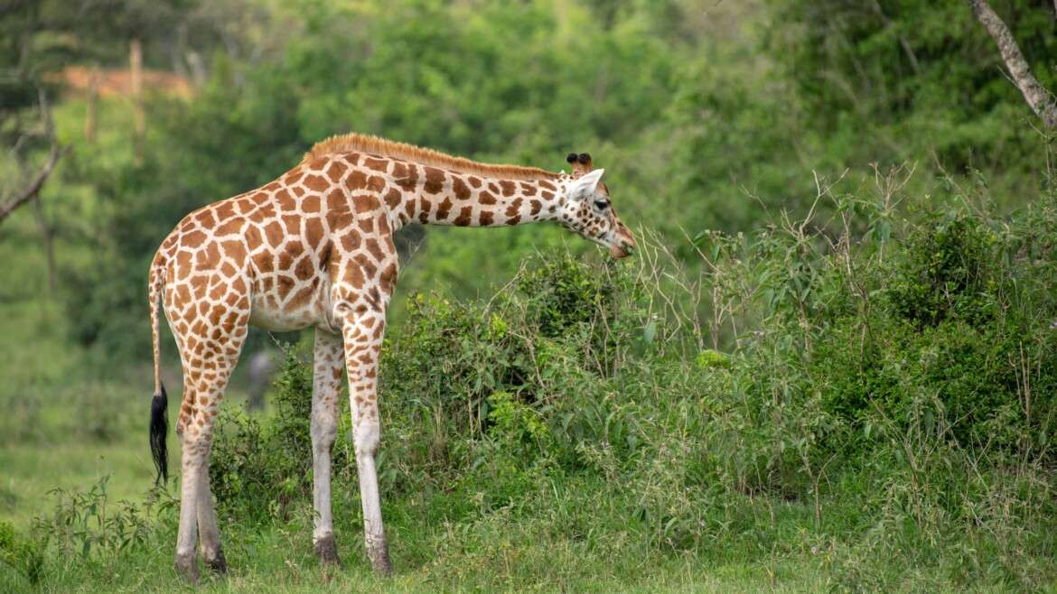 Exploring the Wonders of Lake Mburo National Park