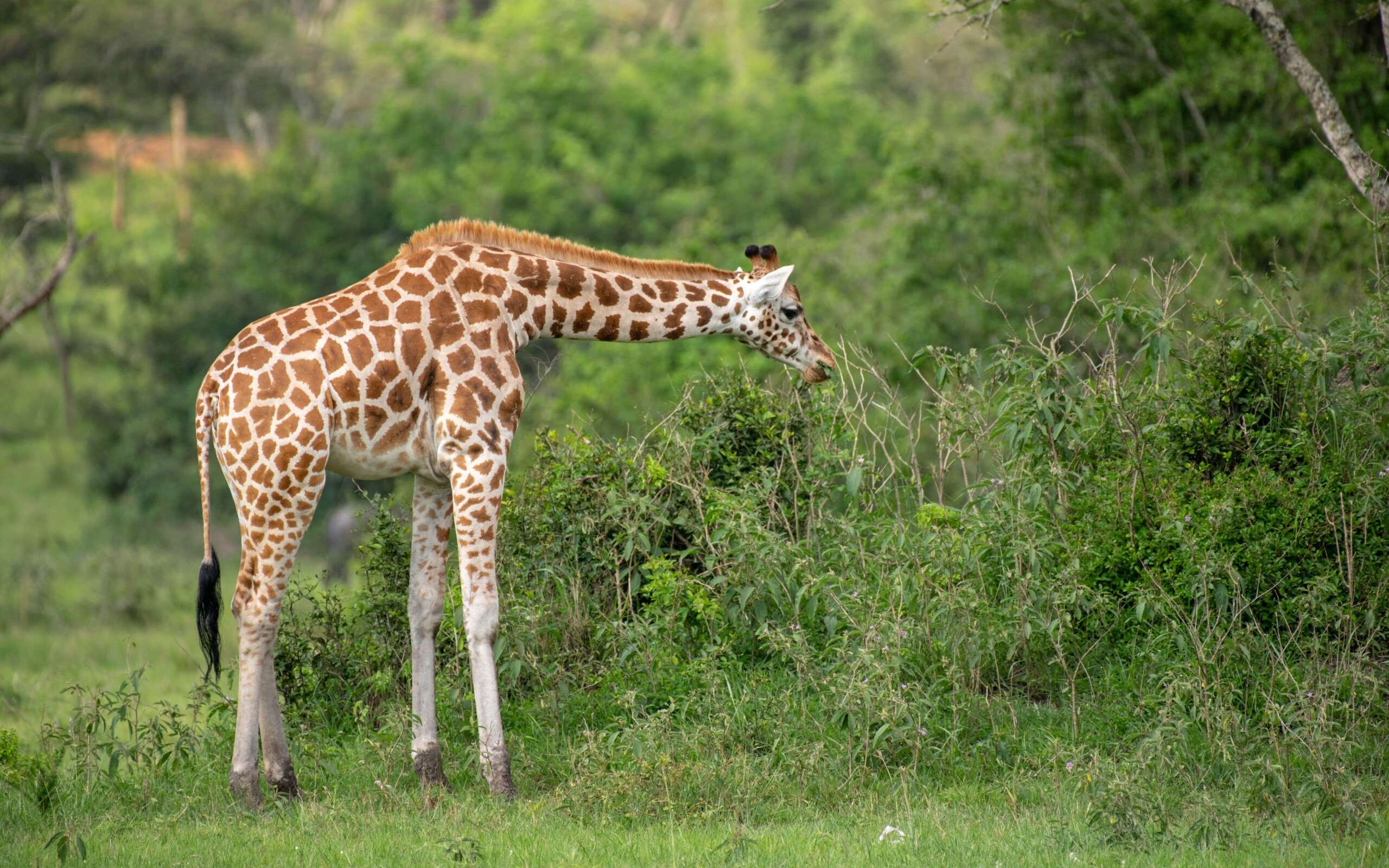 Exploring the Wonders of Lake Mburo National Park